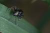 Heliophanus sp.